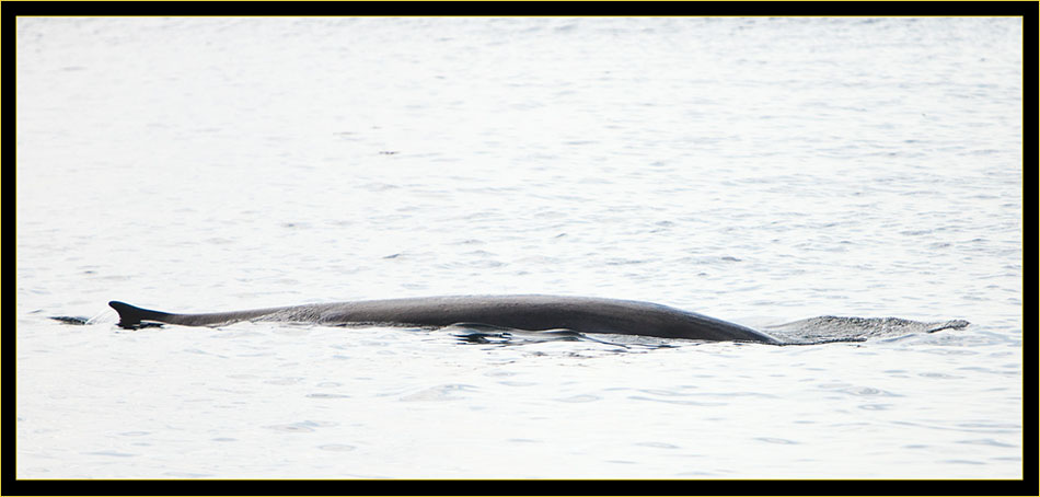 Finback Whale