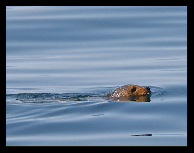 Harbor Seal