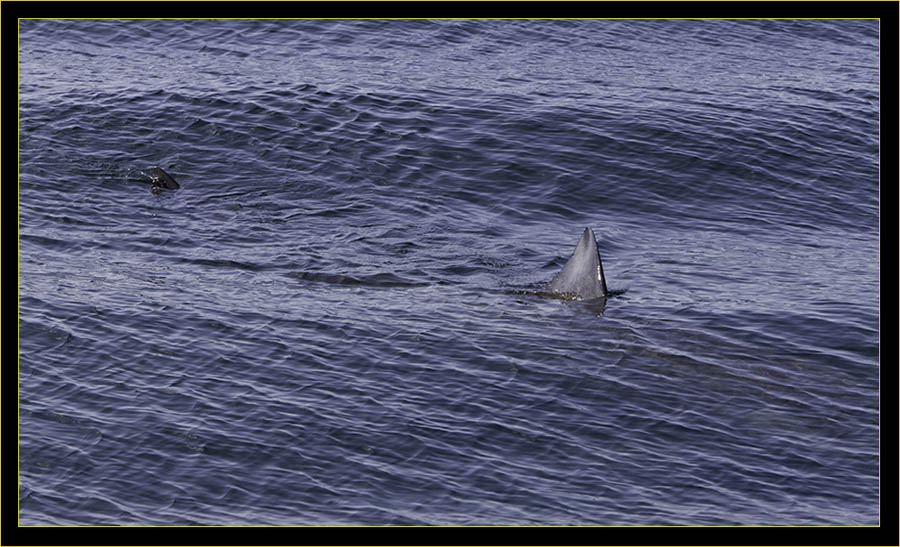 Basking Shark sighting