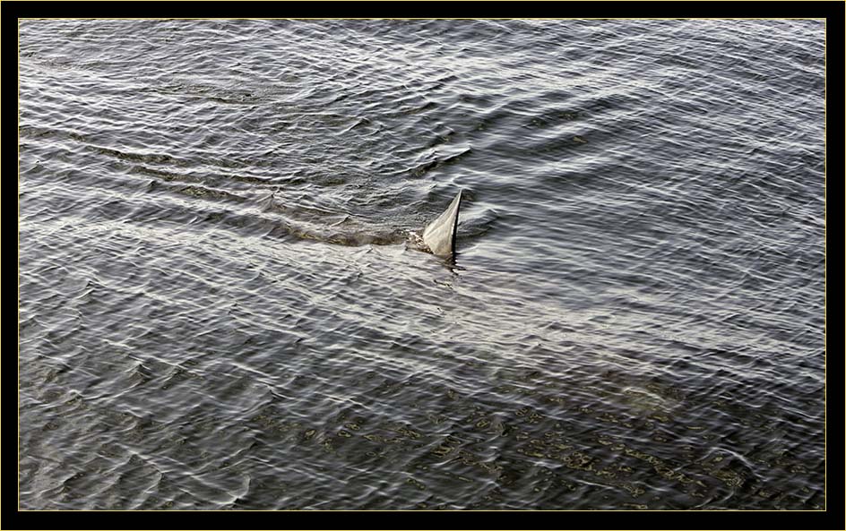 Basking Shark