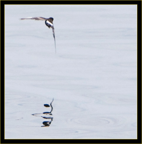 Wilson's Storm-Petrel