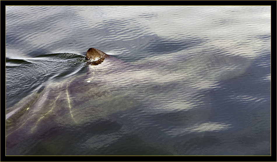 Basking Shark - good view of the animals gill structure