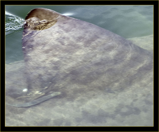 Basking Shark - Dorsal fin view