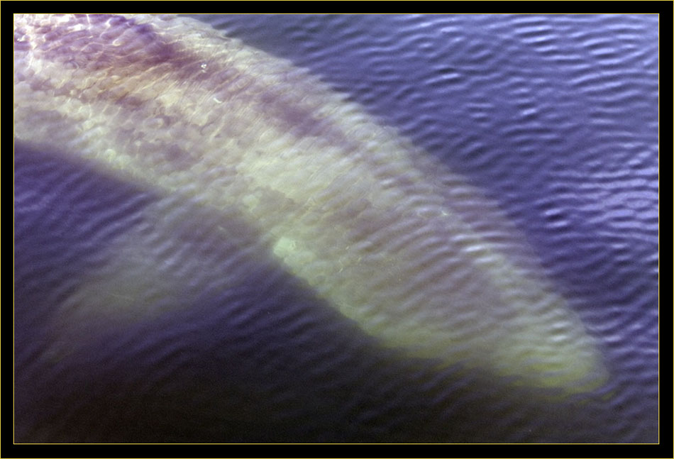 Basking Shark - top view