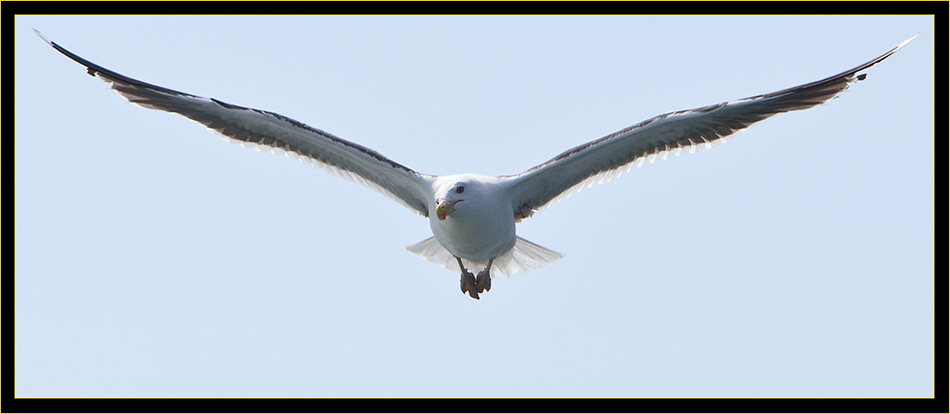 Herring Gull