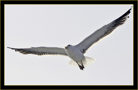 Herring Gull