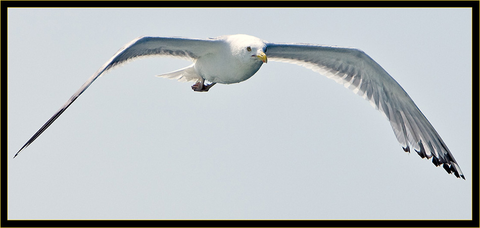 Herring Gull