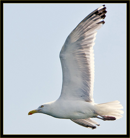 Herring Gull