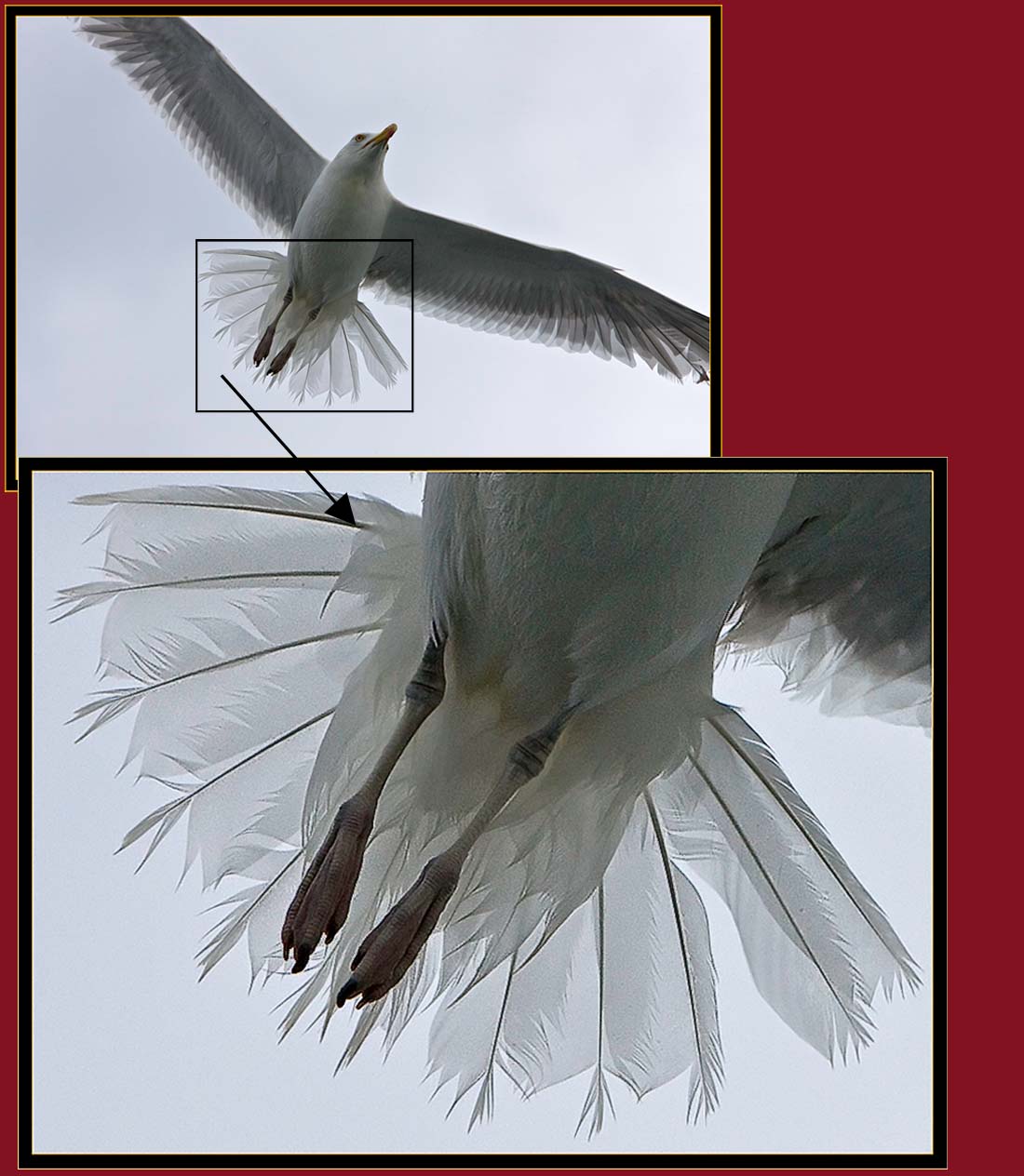 Herring Gull demonstration