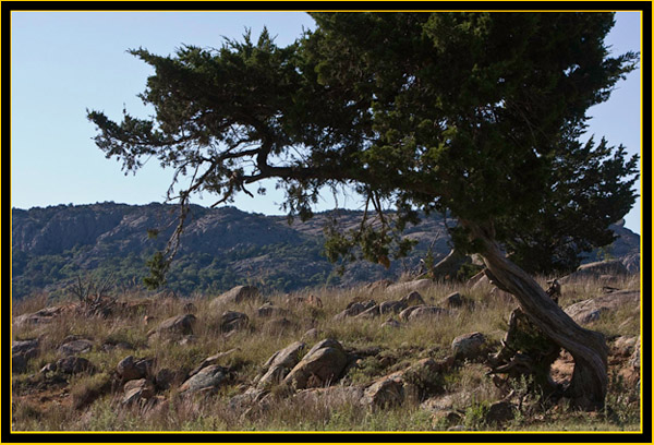 Gnarled Tree - Wichita Mountains Wildlife Refuge