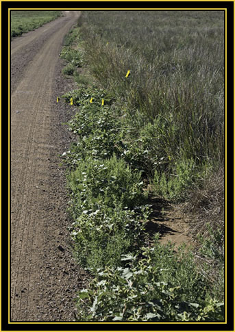 Roadway in the Special Use Area - Wichita Mountains Wildlife Refuge