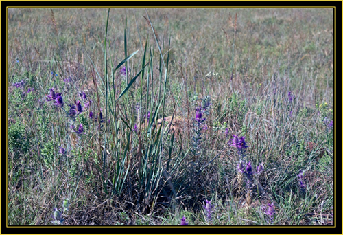 Color on the Prairie - Wichita Mountains Wildlife Refuge