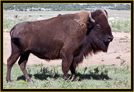 American Bison - Wichita Mountains Wildlife Refuge