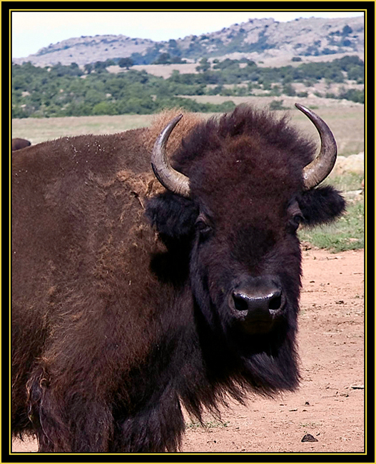 American Bison (Bison bison) - Wichita Mountains Wildlife Refuge
