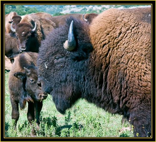 American Bison (Bison bison) - Wichita Mountains Wildlife Refuge