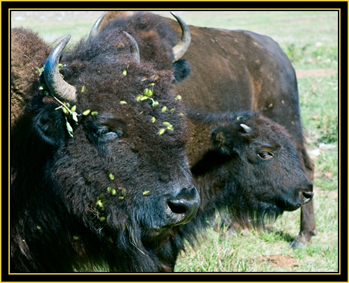 American Bison with Young - Wichita Mountains Wildlife Refuge