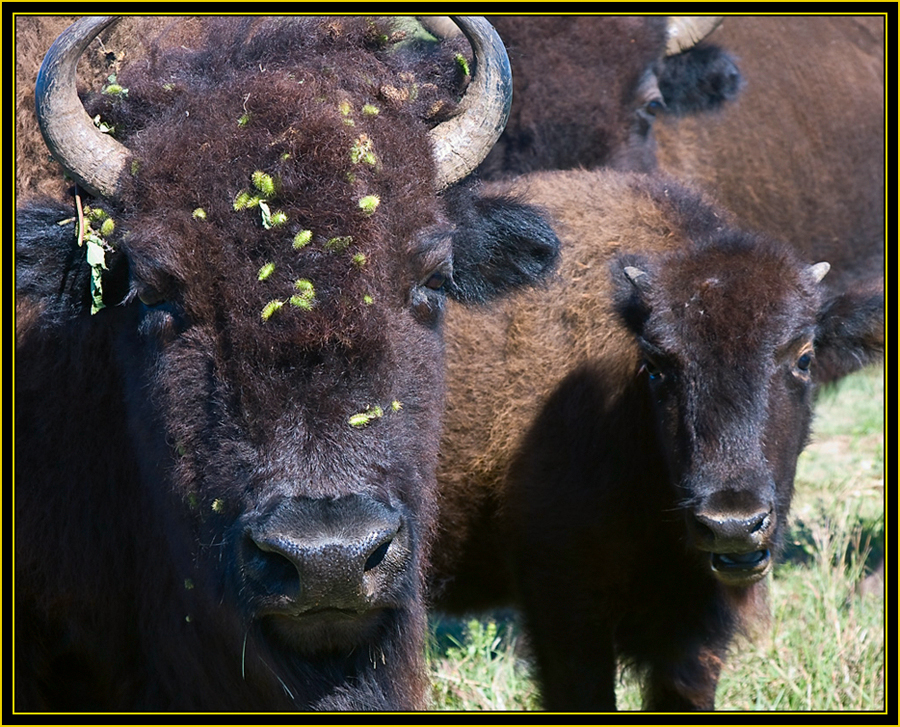 American Bison with Young - Wichita Mountains Wildlife Refuge