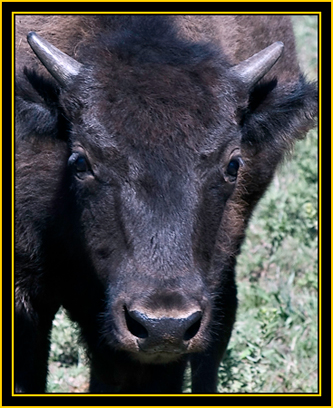 Young American Bison - Wichita Mountains Wildlife Refuge