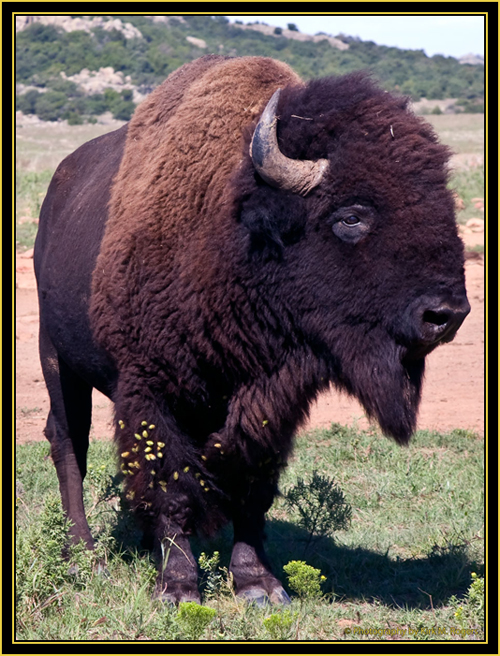 American Bison - Wichita Mountains Wildlife Refuge