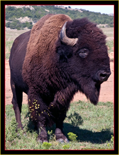 American Bison in Oklahoma