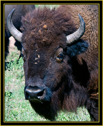 American Bison (Bison bison) - Wichita Mountains Wildlife Refuge