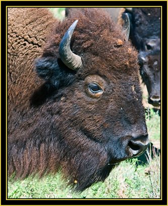 American Bison (Bison bison) - Wichita Mountains Wildlife Refuge