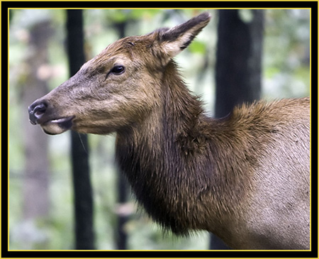 Rocky Mountain Elk Cow - Wichita Mountains Wildlife Refuge