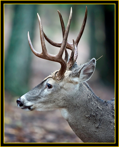 White-tailed Deer - Wichita Mountains Wildlife Refuge