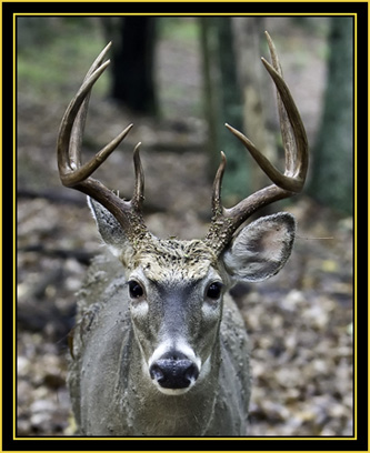 White-tailed Deer - Wichita Mountains Wildlife Refuge