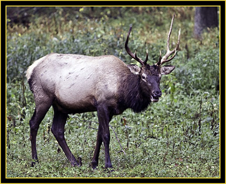 Rocky Mountain Elk Bull - Wichita Mountains Wildlife Refuge