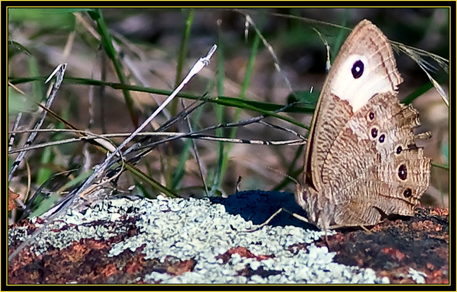 Common Wood-Nymph (Cercyonis pegala) - Wichita Mountains Wildlife Refuge