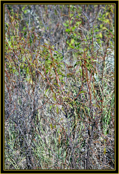 Plum Thicket Detail - Wichita Mountains Wildlife Refuge