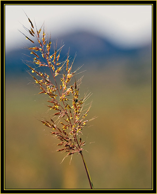 Indian Grass (Sorghastrum nutans) on the Prairie - Wichita Mountains Wildlife Refuge