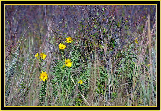 Color on the Prairie - Wichita Mountains Wildlife Refuge