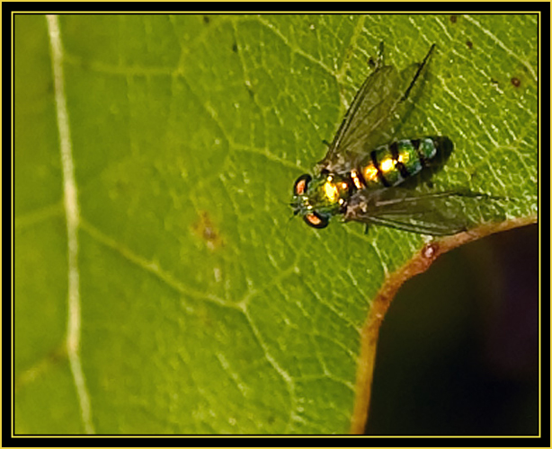 Fly on Leaf - Wichita Mountains Wildlife Refuge