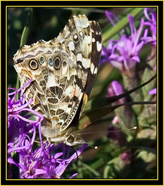 Painted Lady (Vanessa cardui) - Wichita Mountains Wildlife Refuge