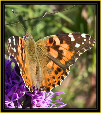 Painted Lady (Vanessa cardui) - Wichita Mountains Wildlife Refuge