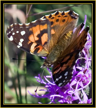 Painted Lady (Vanessa cardui) - Wichita Mountains Wildlife Refuge