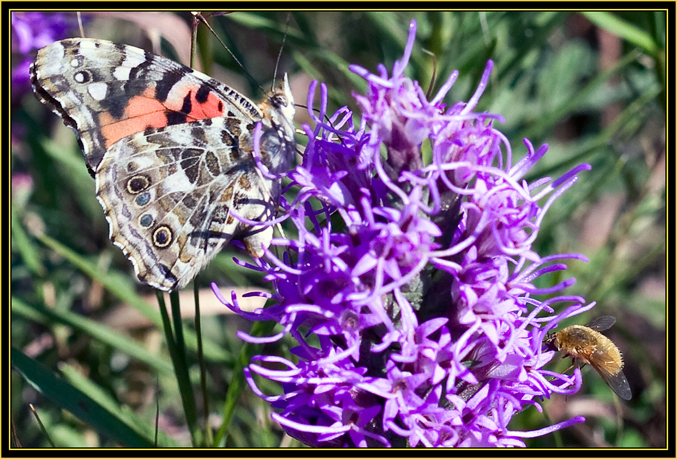 Painted Lady (Vanessa cardui) - Wichita Mountains Wildlife Refuge