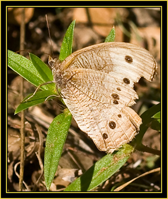 Common Wood-Nymph (Cercyonis pegala) - Wichita Mountains Wildlife Refuge