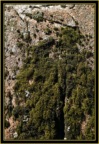 Moss on Ledge - Wichita Mountains Wildlife Refuge