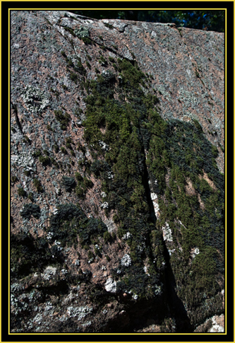 Moss on Ledge - Wichita Mountains Wildlife Refuge