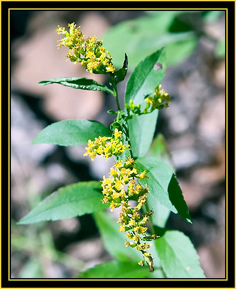 Local Color - Wichita Mountain Wildlife Refuge