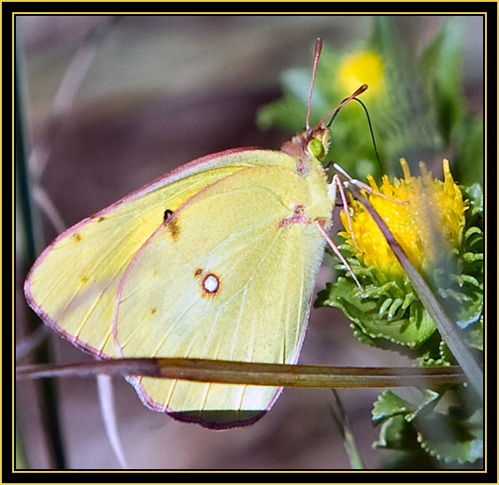 Queen Alexandra's Sulphur (Colias alexandra) - Wichita Mountains Wildlife Refuge