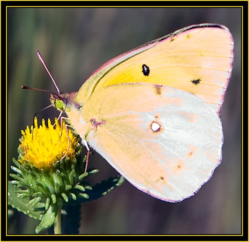 Queen Alexandra's Sulphur (Colias alexandra) - Wichita Mountains Wildlife Refuge