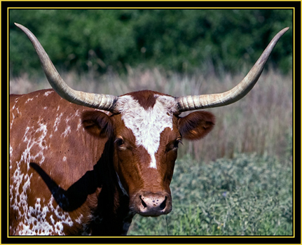 Texas Longhorn - Wichita Mountains Wildlife Refuge