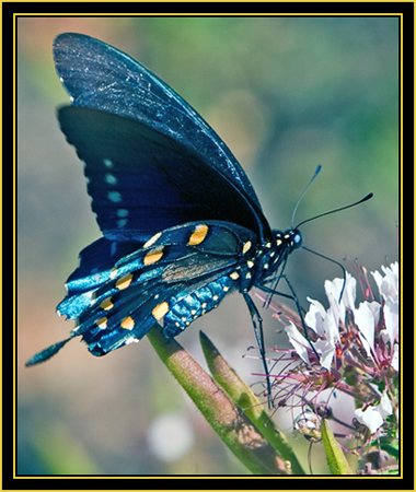 Red-Spotted Purple (Limenitis arthemis) - Wichita Mountains Wildlife Refuge