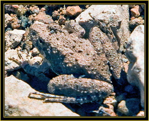 Refuge Frog - Wichita Mountain Wildlife Refuge