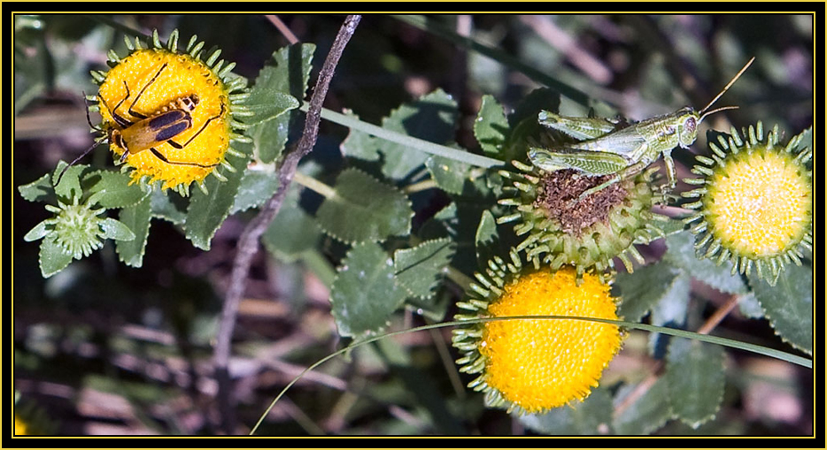 Goldenrod Leatherwing & Grasshopper in the 'hood' - Wichita Mountains Wildlife Refuge