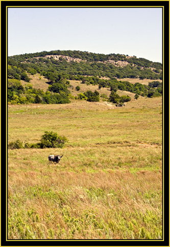 Longhorn Bull on the Prairie - Wichita Mountains Wildlife Refuge